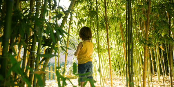 A Kid walking through a bamboo forest